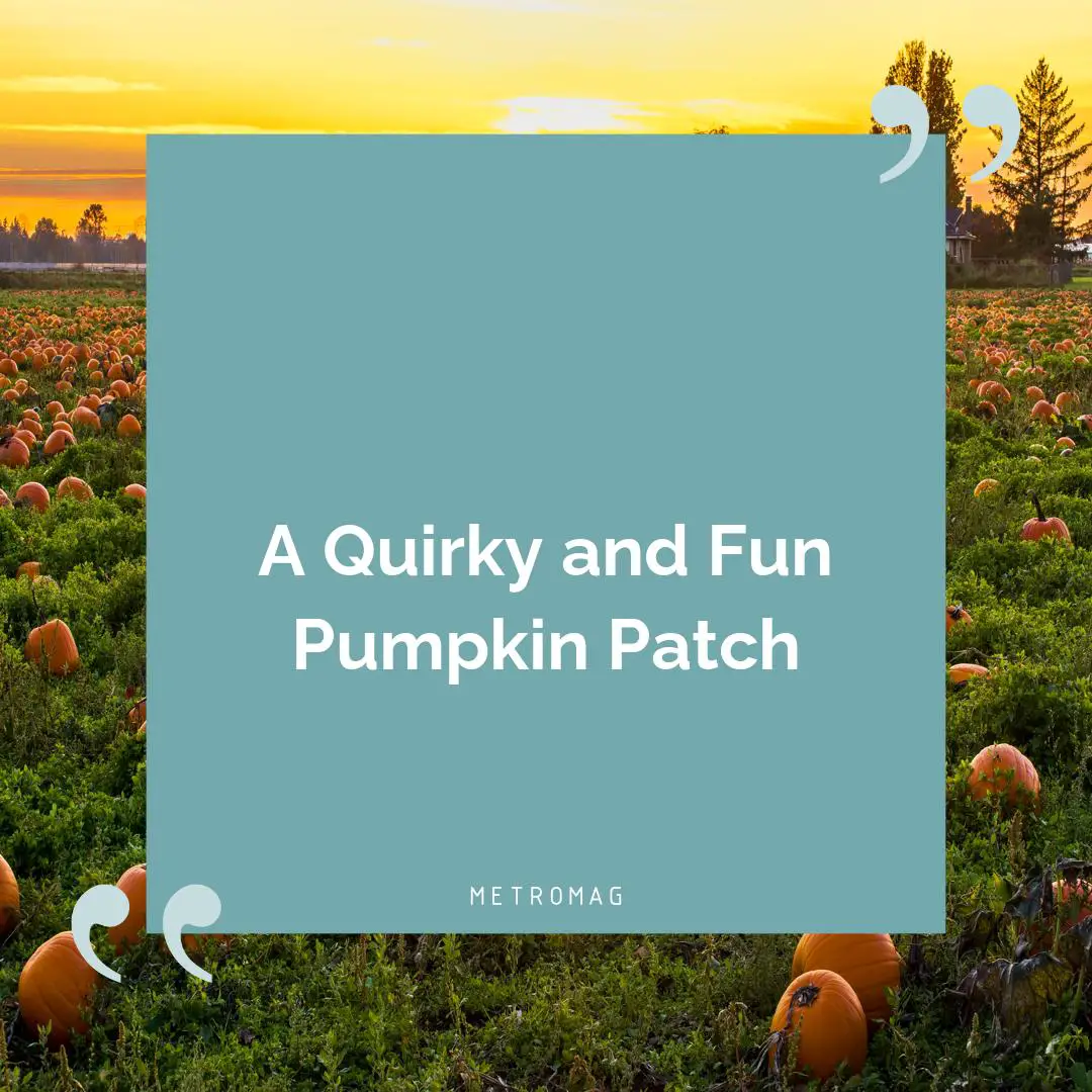A Quirky and Fun Pumpkin Patch