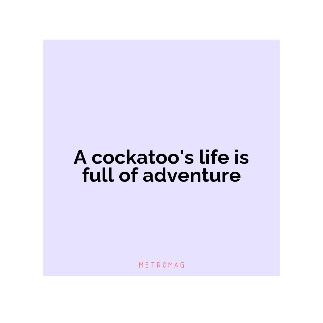 A cockatoo's life is full of adventure