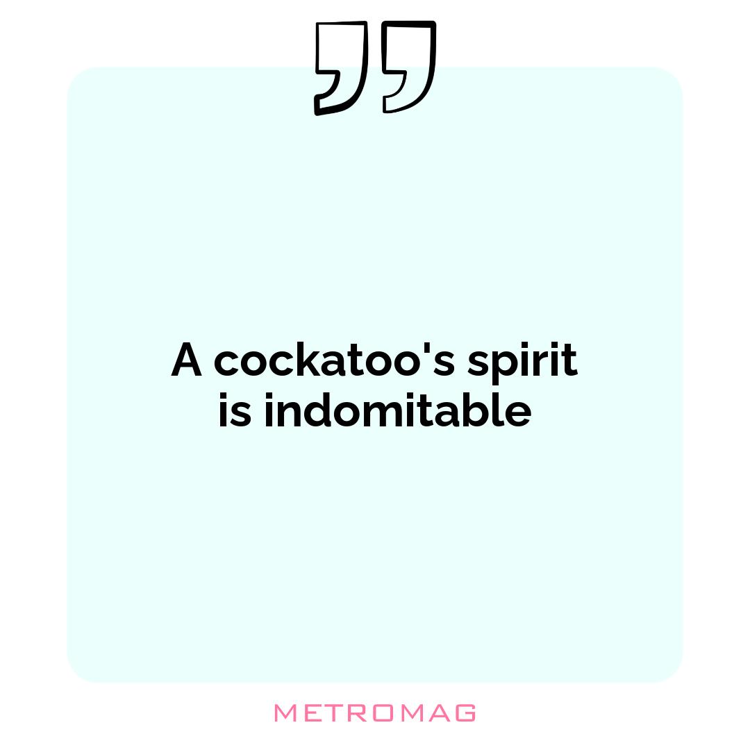 A cockatoo's spirit is indomitable