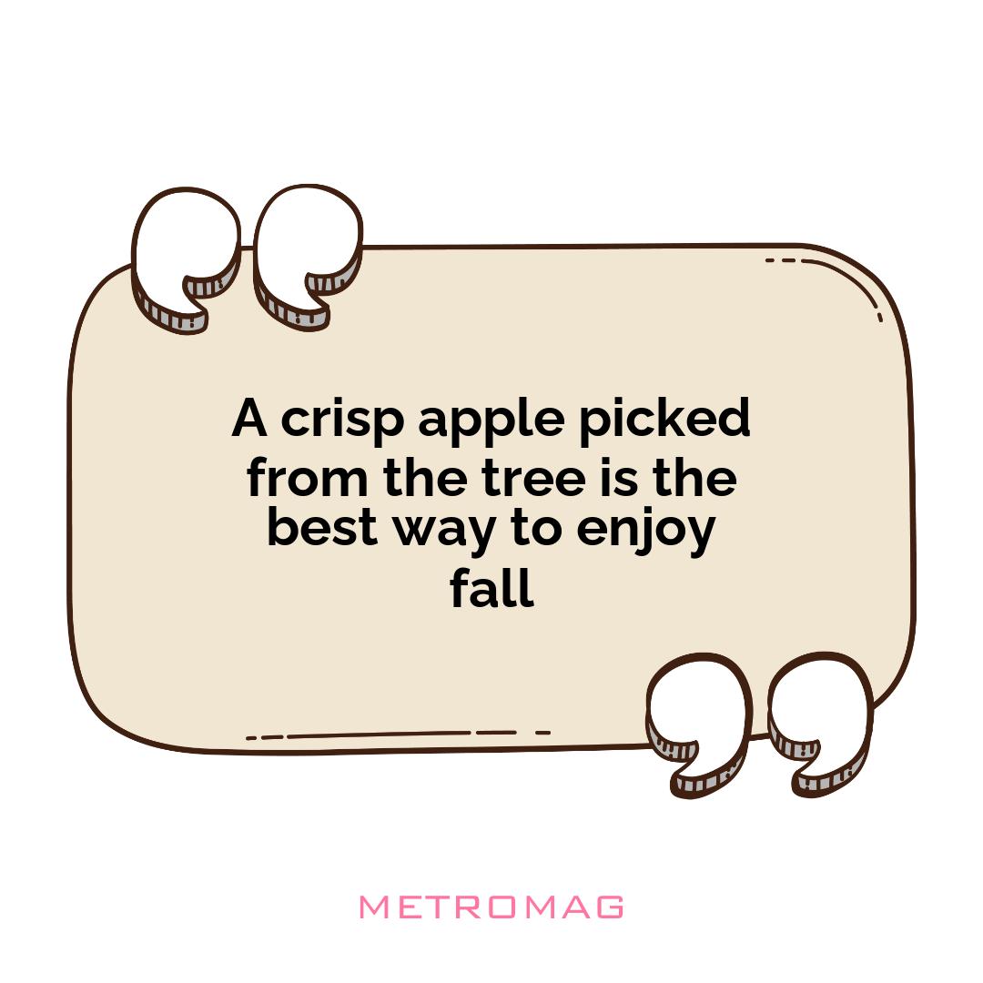 A crisp apple picked from the tree is the best way to enjoy fall