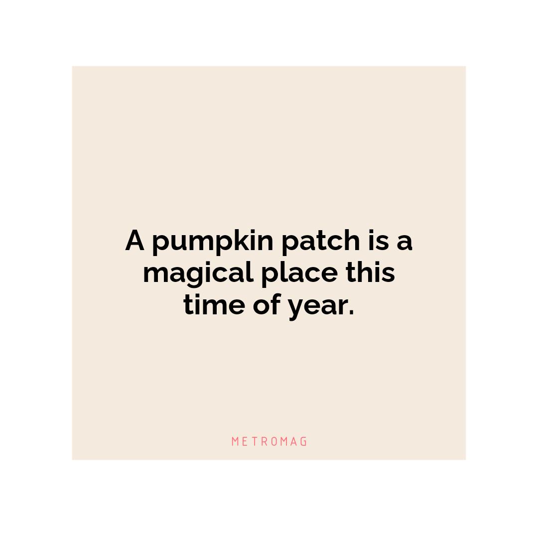 A pumpkin patch is a magical place this time of year.