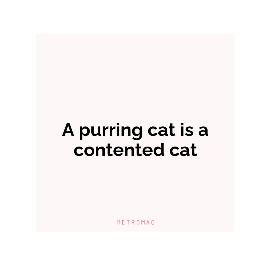 A purring cat is a contented cat