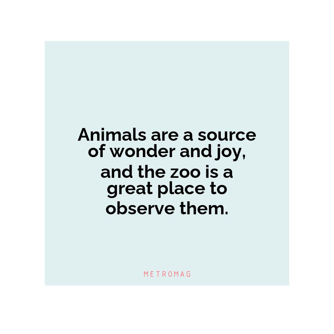 Animals are a source of wonder and joy, and the zoo is a great place to observe them.
