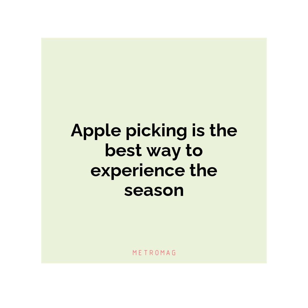 Apple picking is the best way to experience the season