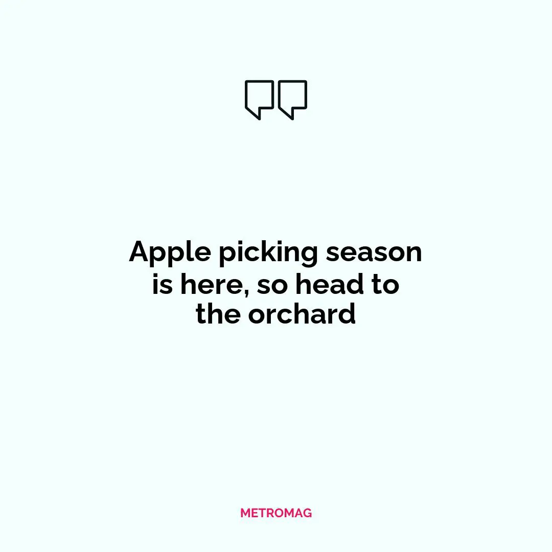 Apple picking season is here, so head to the orchard