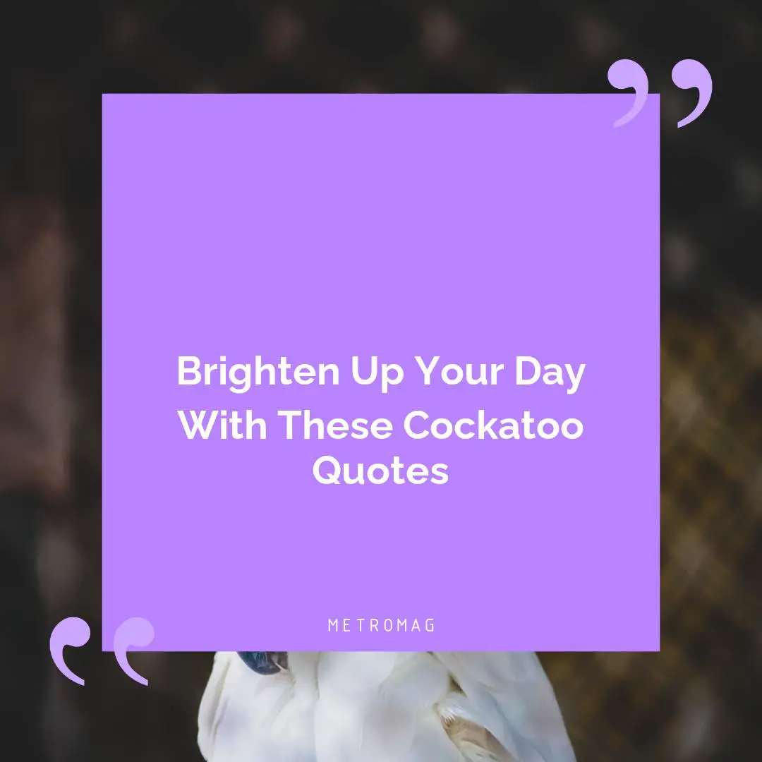 Brighten Up Your Day With These Cockatoo Quotes