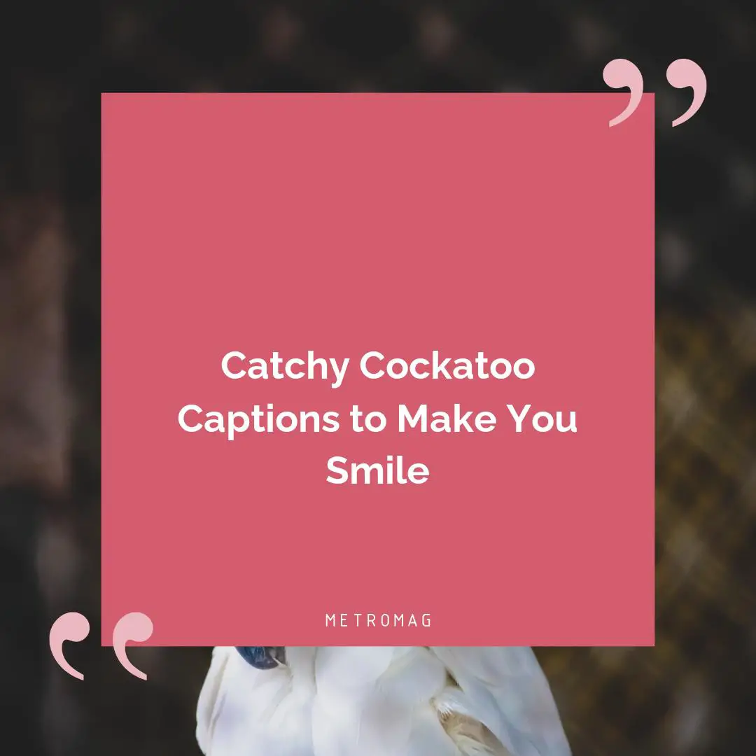 Catchy Cockatoo Captions to Make You Smile