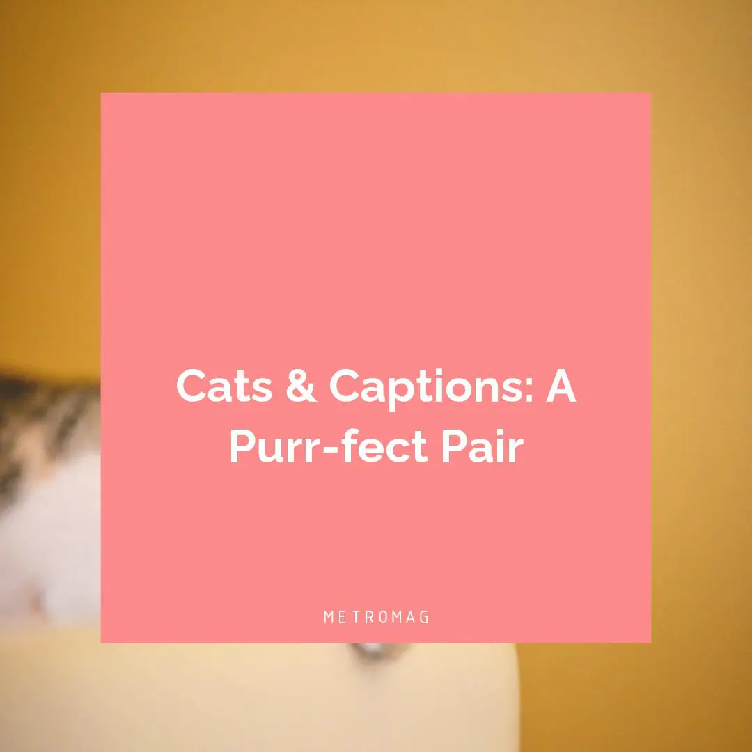 Cats & Captions: A Purr-fect Pair