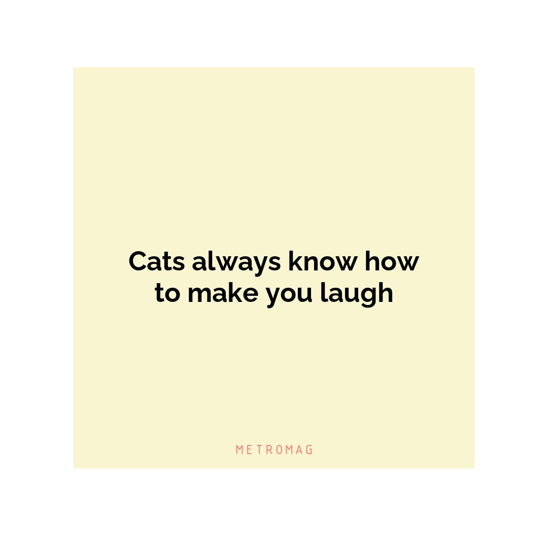 Cats always know how to make you laugh