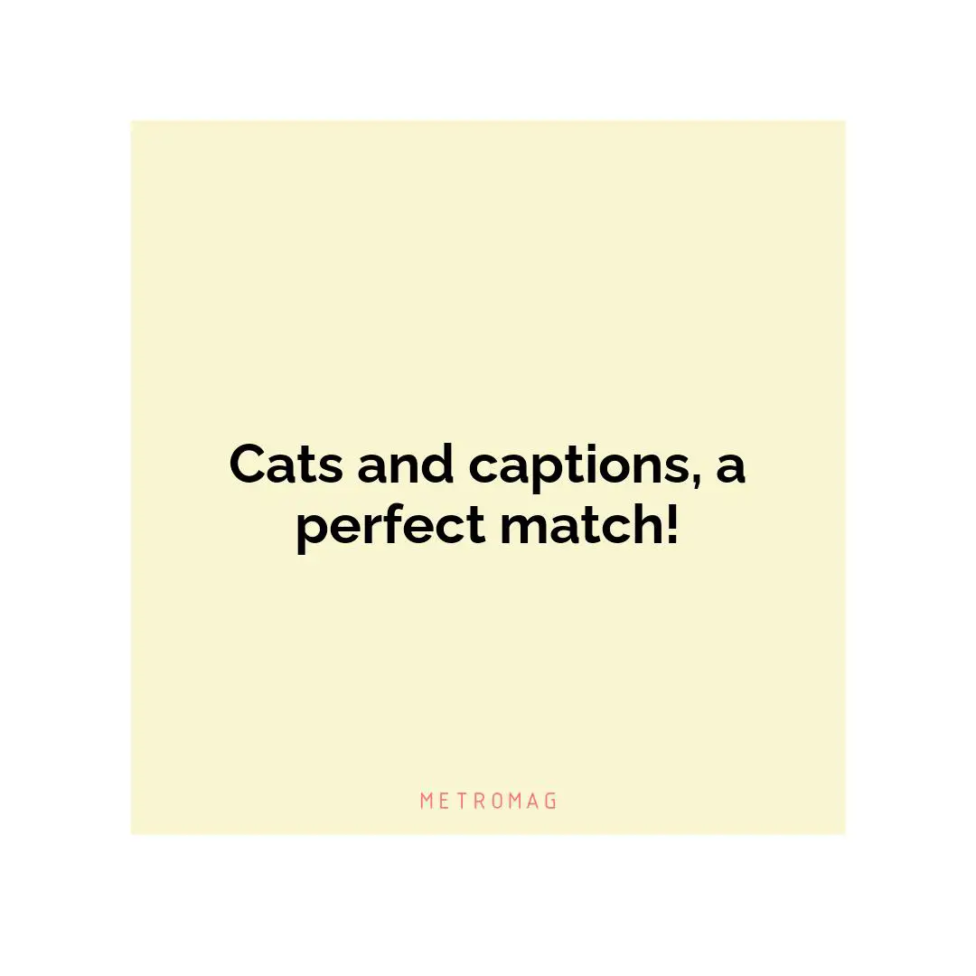 Cats and captions, a perfect match!