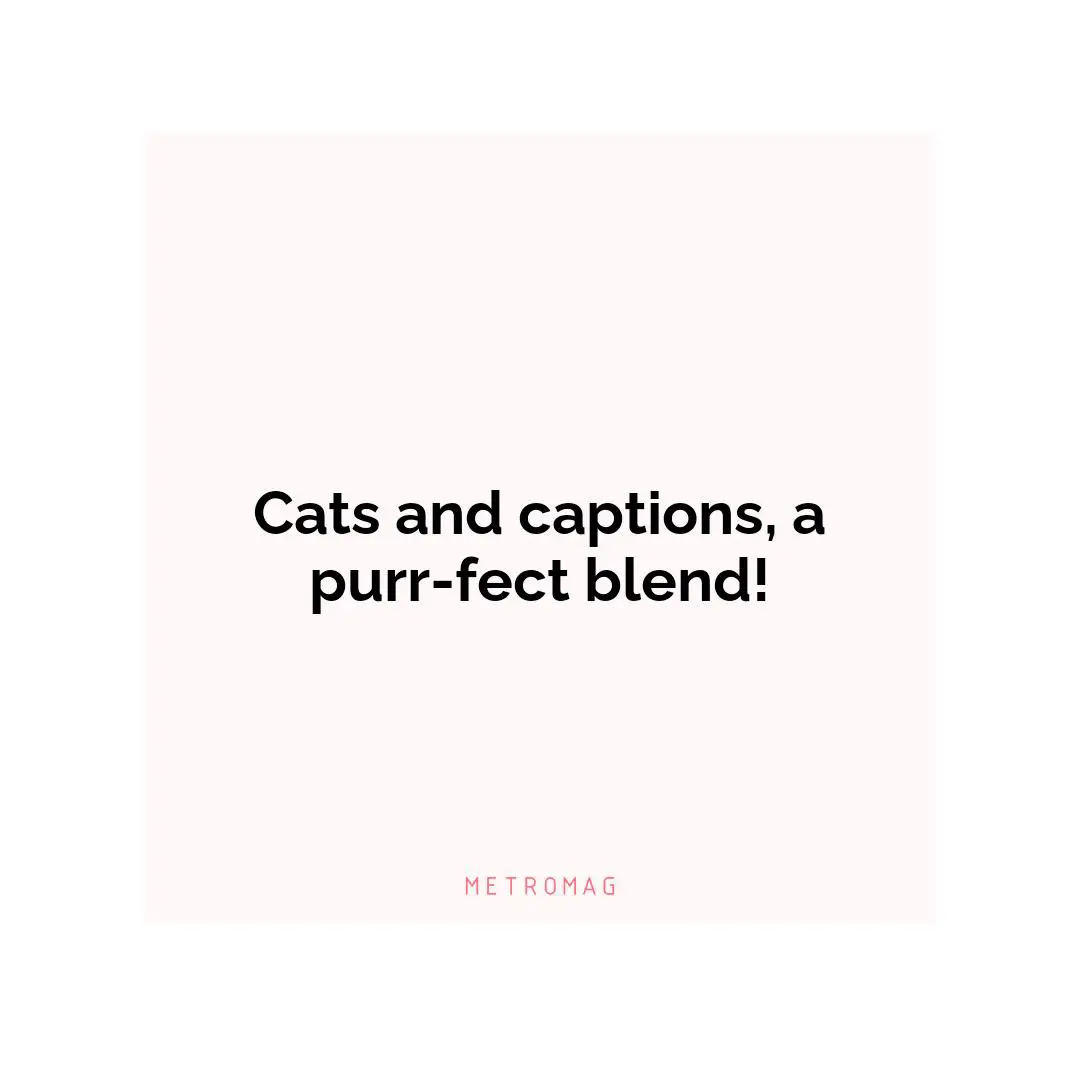 Cats and captions, a purr-fect blend!