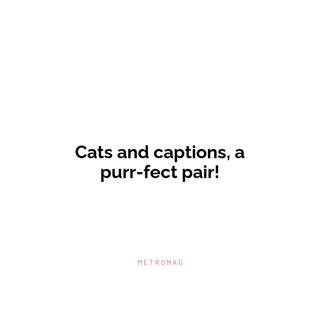 Cats and captions, a purr-fect pair!