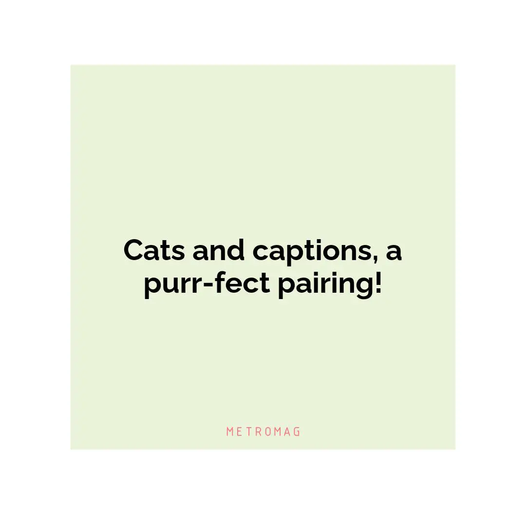 Cats and captions, a purr-fect pairing!