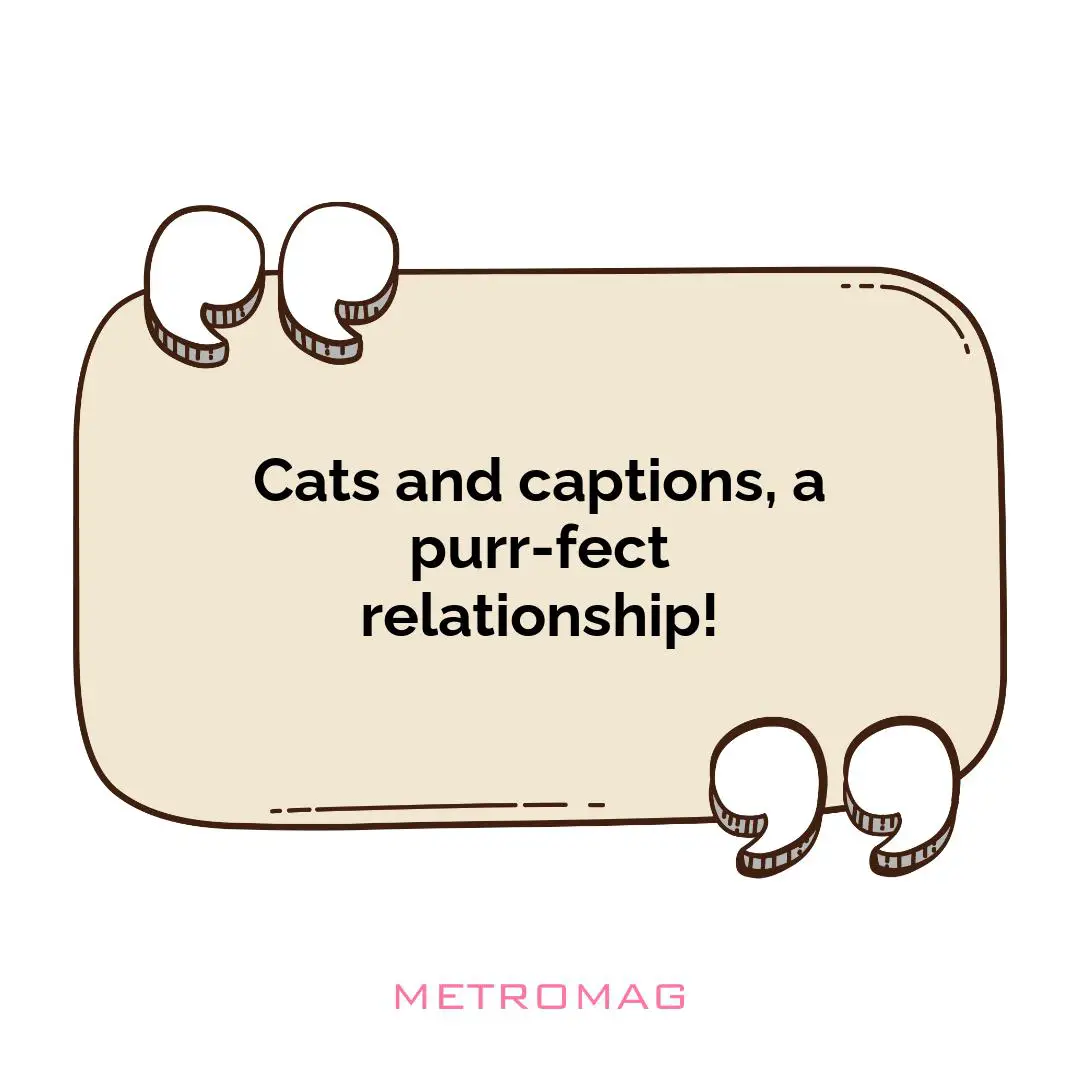 Cats and captions, a purr-fect relationship!