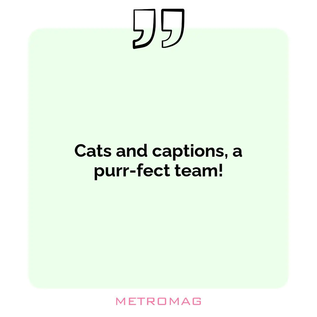 Cats and captions, a purr-fect team!