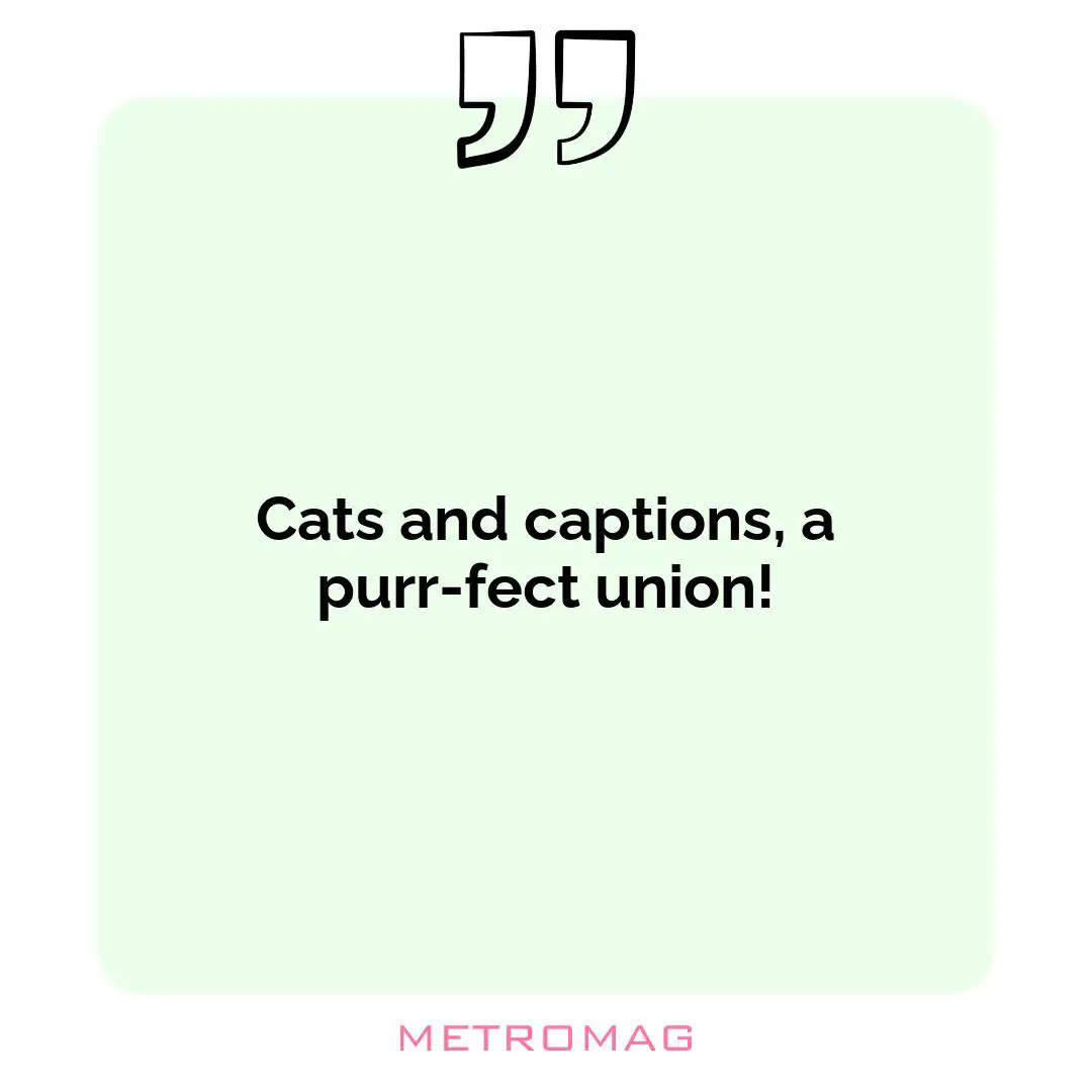 Cats and captions, a purr-fect union!