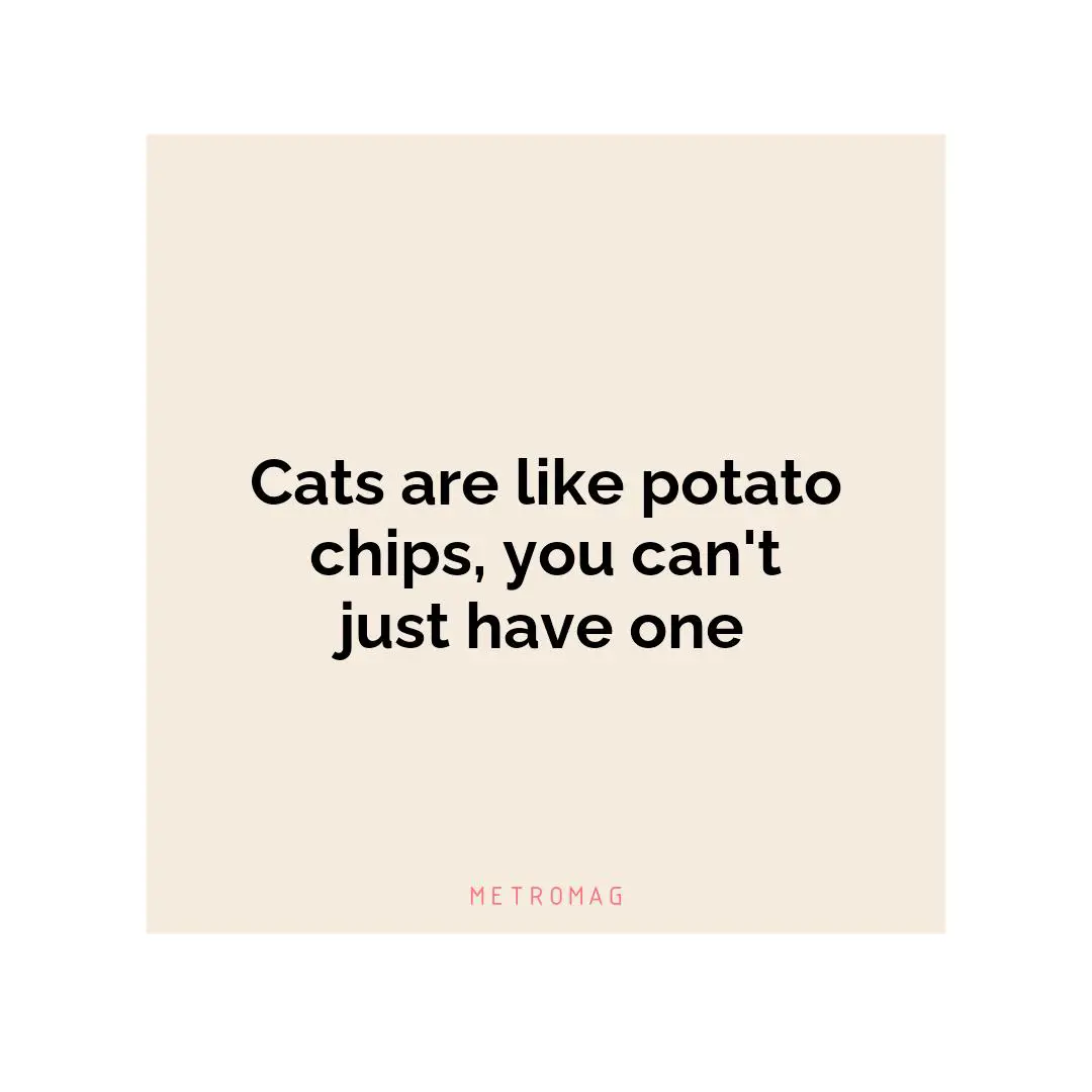 Cats are like potato chips, you can't just have one
