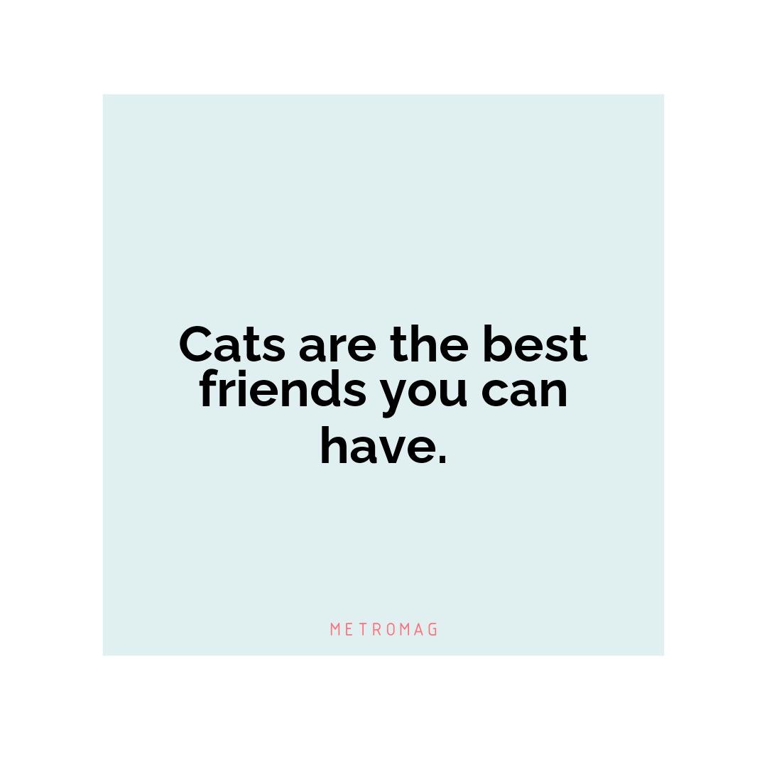 Cats are the best friends you can have.