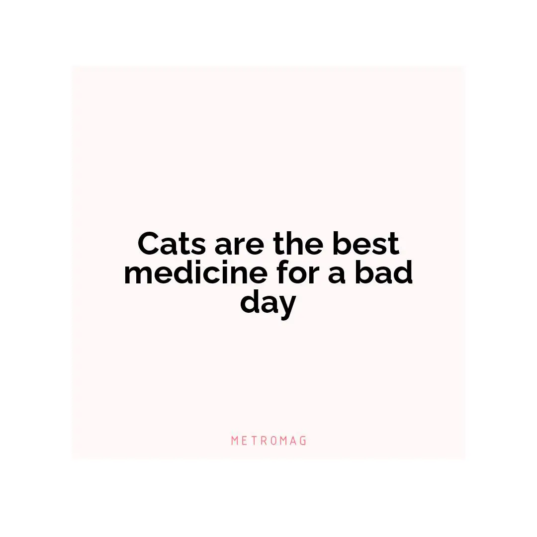 Cats are the best medicine for a bad day