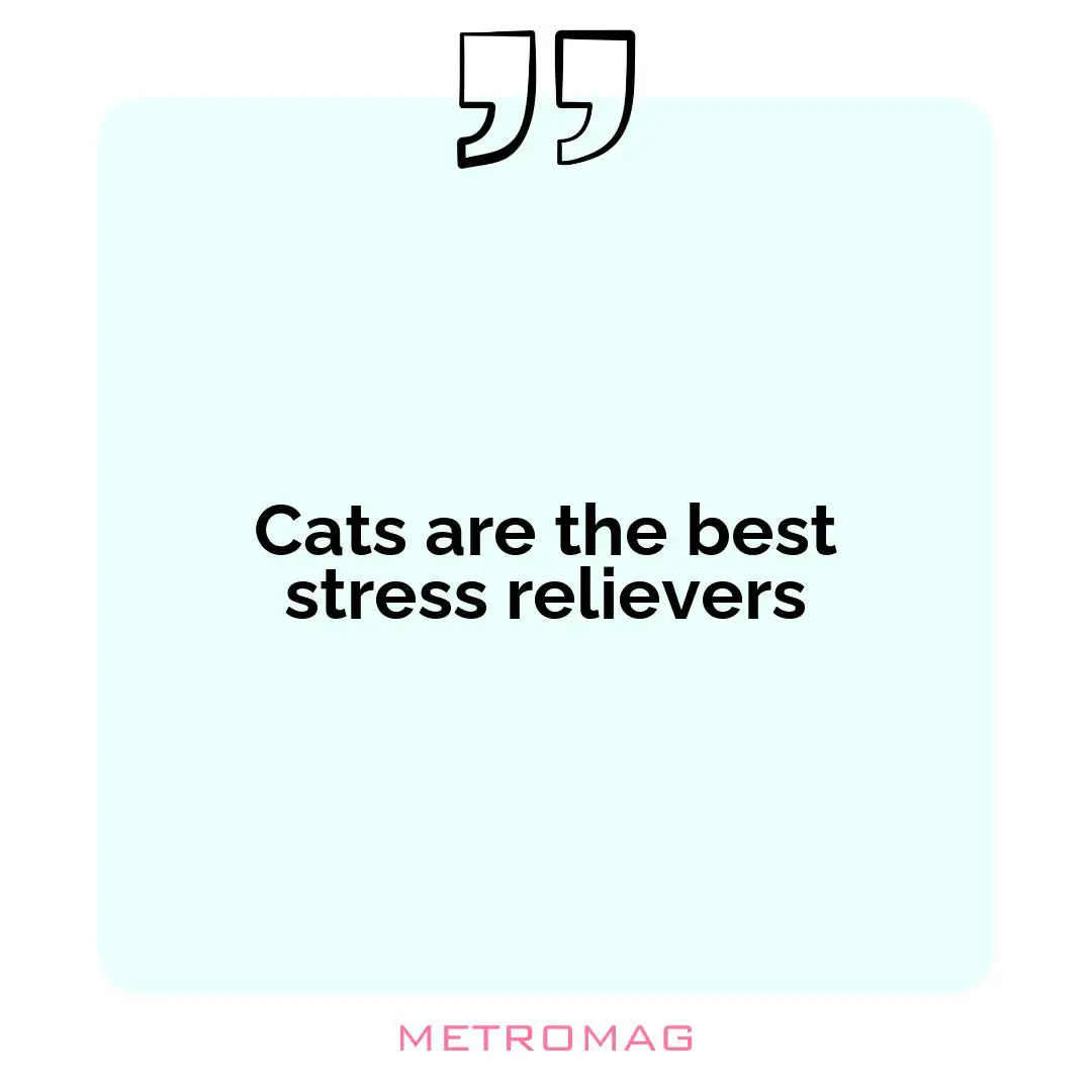 Cats are the best stress relievers
