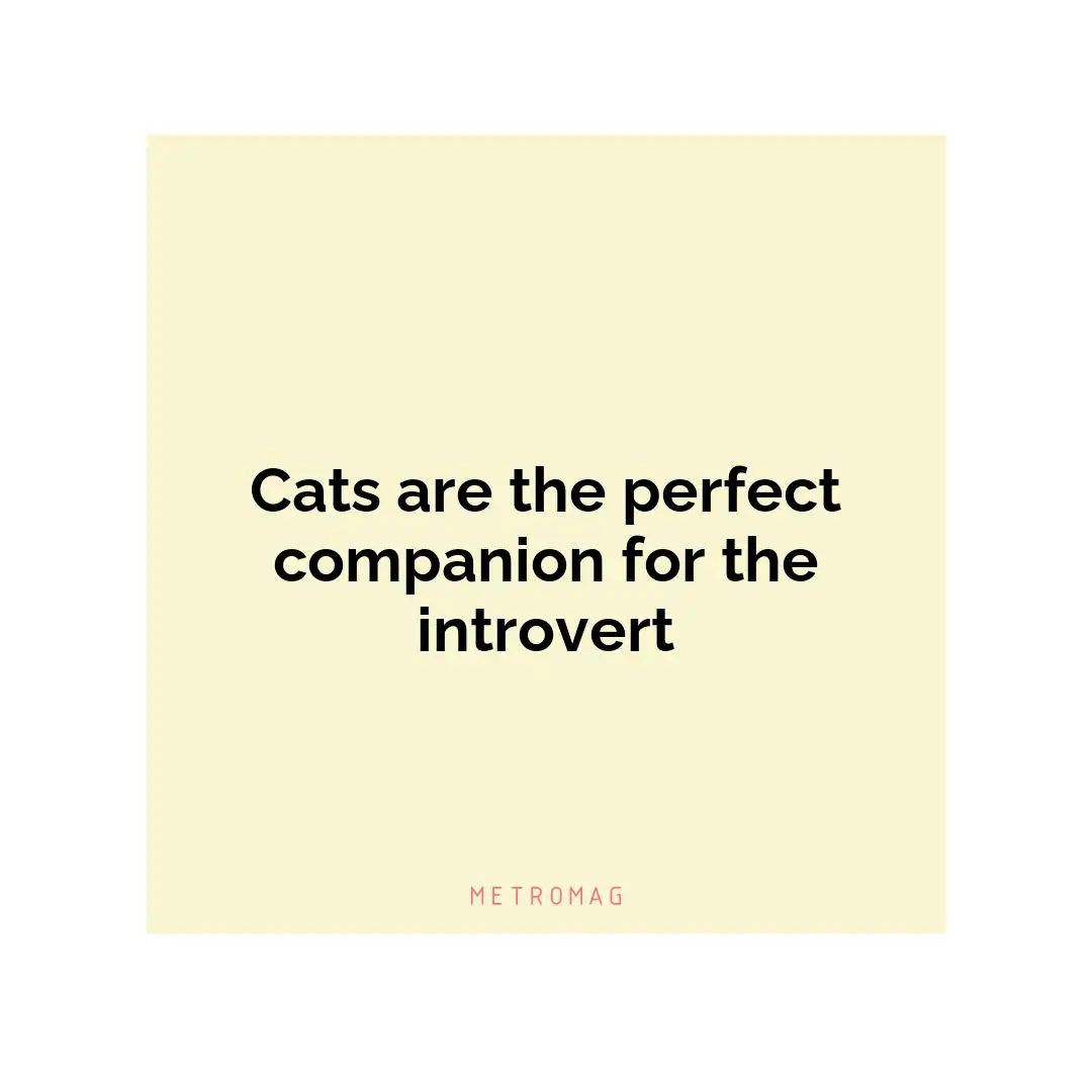 Cats are the perfect companion for the introvert