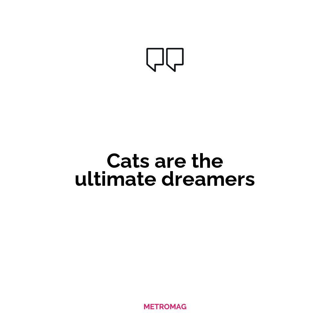 Cats are the ultimate dreamers