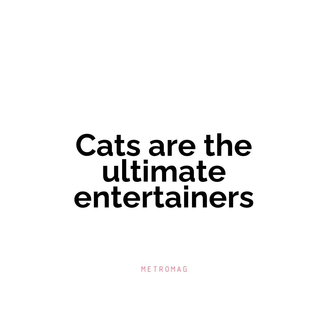 Cats are the ultimate entertainers