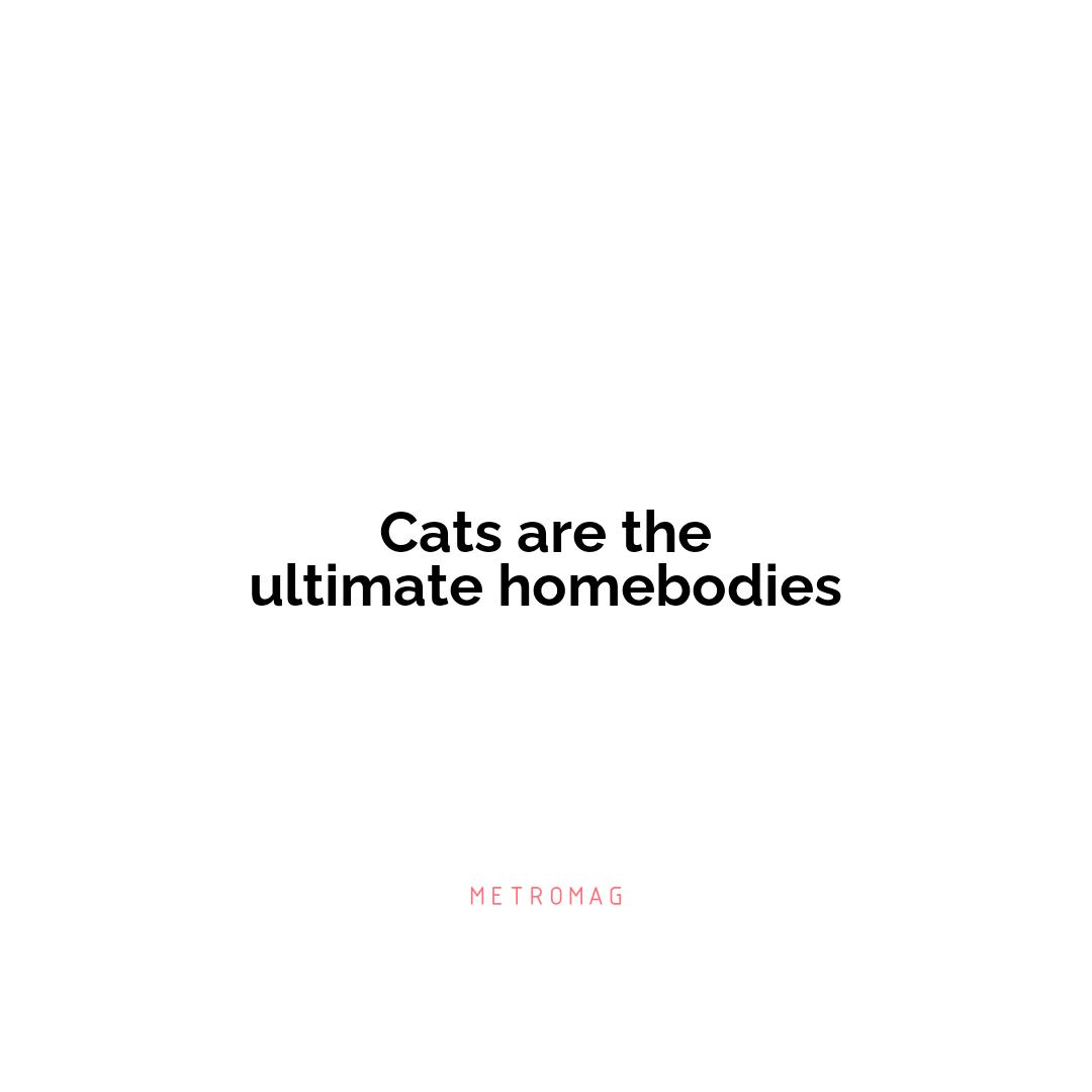 Cats are the ultimate homebodies