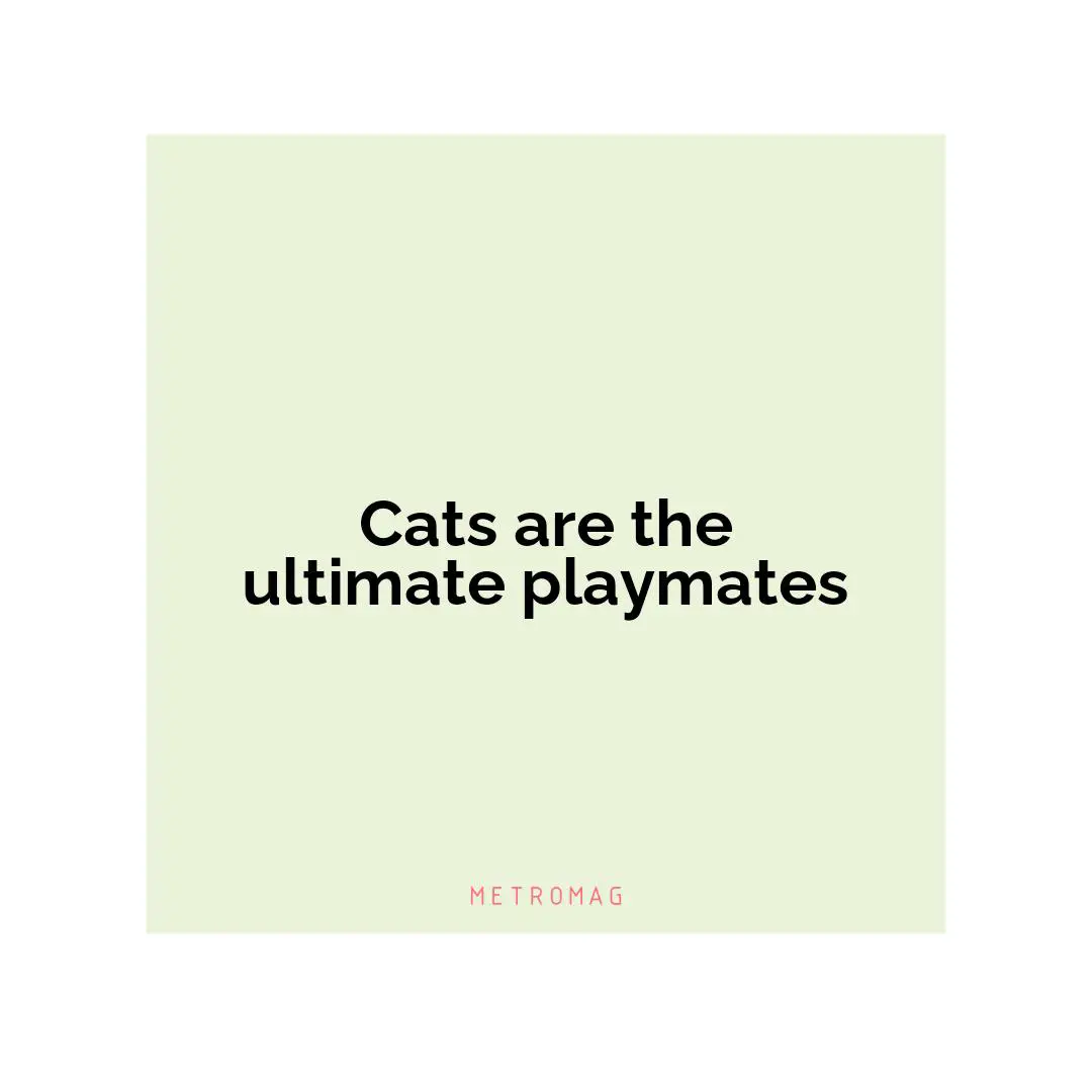 Cats are the ultimate playmates
