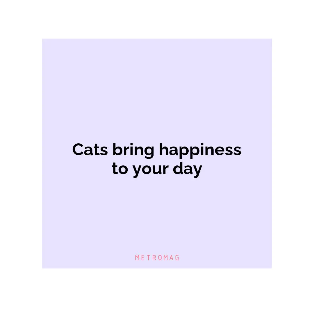 Cats bring happiness to your day