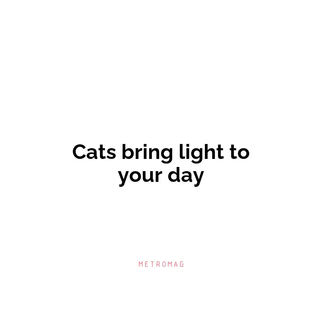 Cats bring light to your day