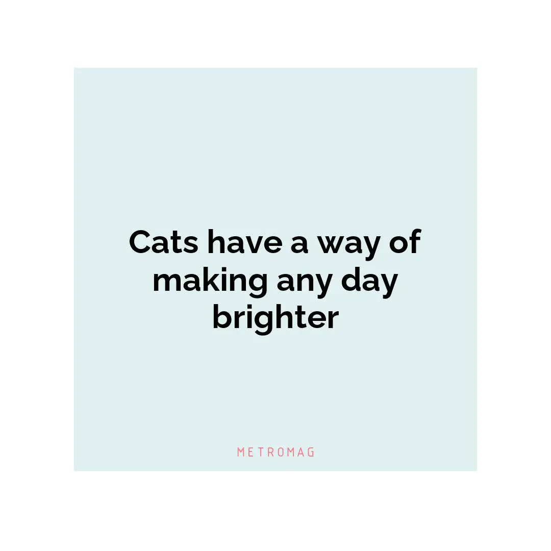 Cats have a way of making any day brighter