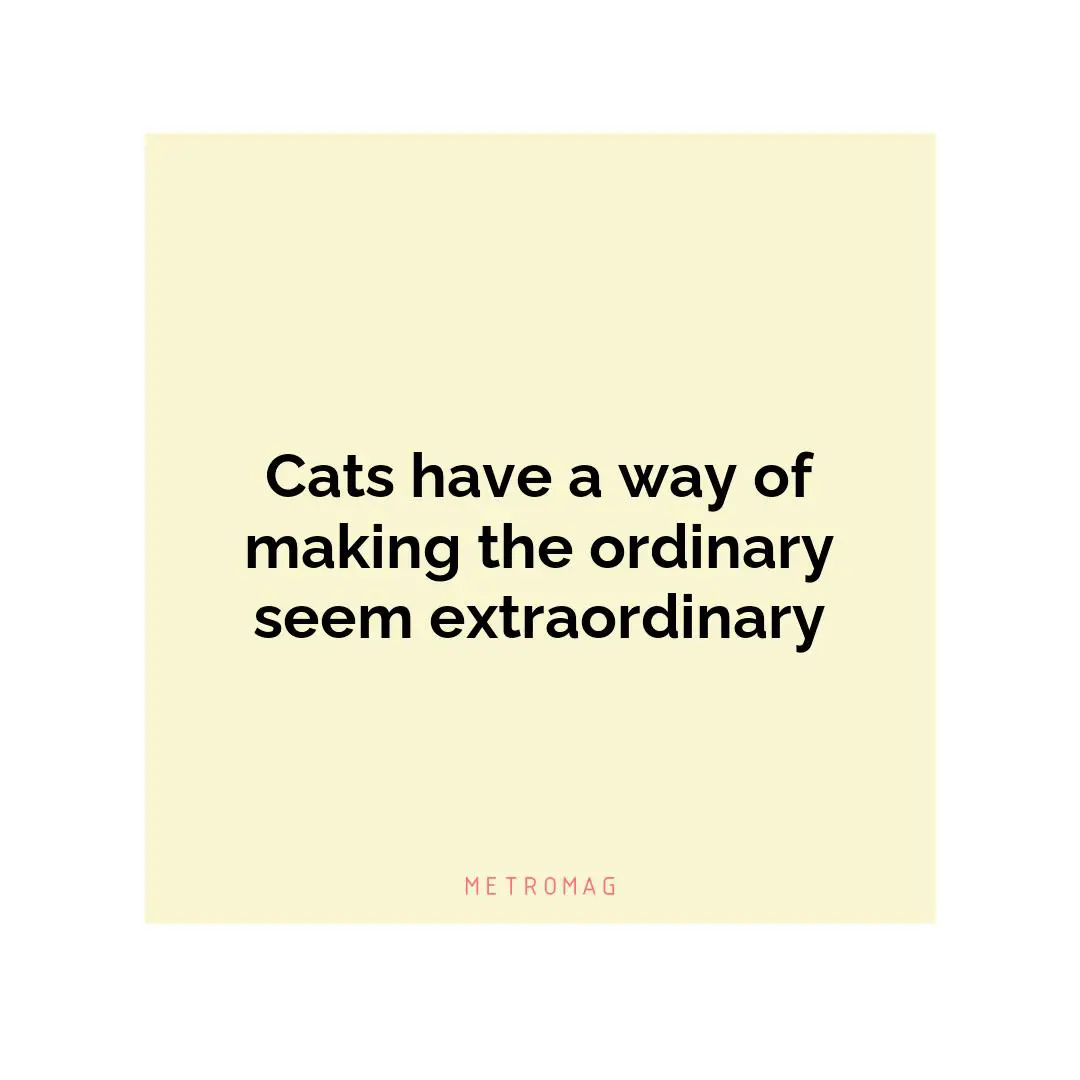 Cats have a way of making the ordinary seem extraordinary
