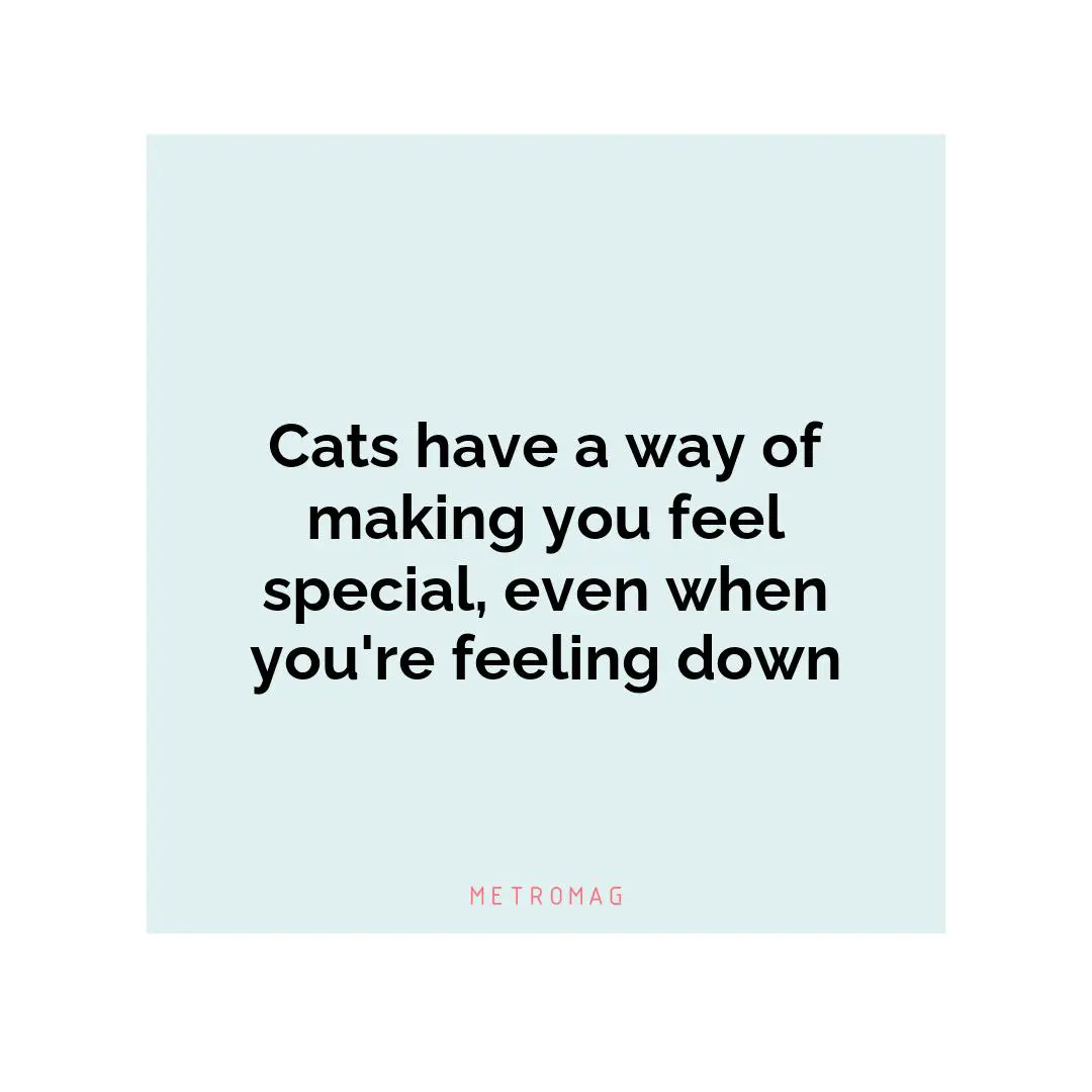 Cats have a way of making you feel special, even when you're feeling down