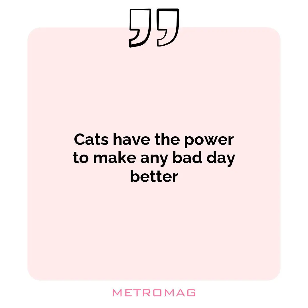 Cats have the power to make any bad day better