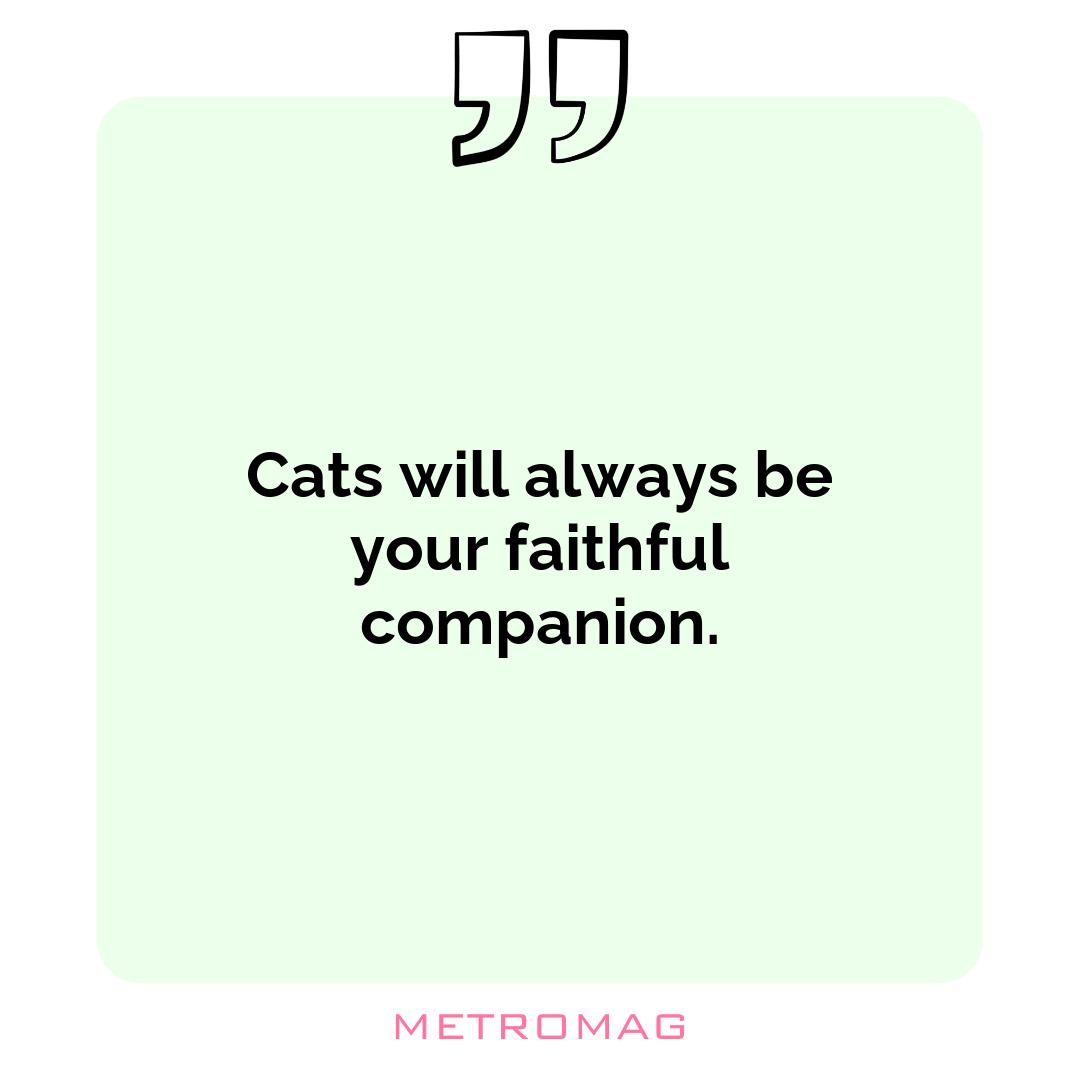 Cats will always be your faithful companion.