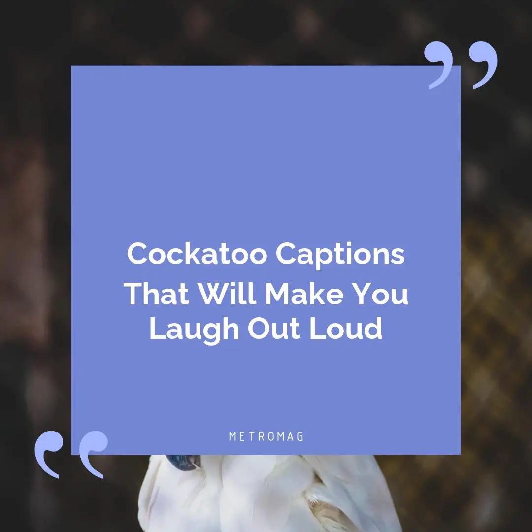 Cockatoo Captions That Will Make You Laugh Out Loud