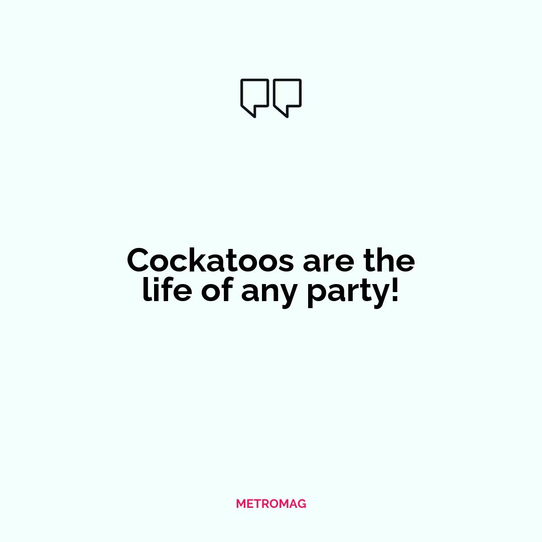 Cockatoos are the life of any party!