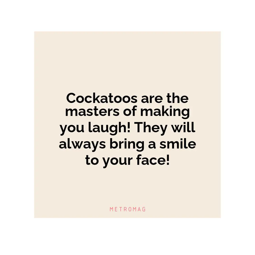Cockatoos are the masters of making you laugh! They will always bring a smile to your face!