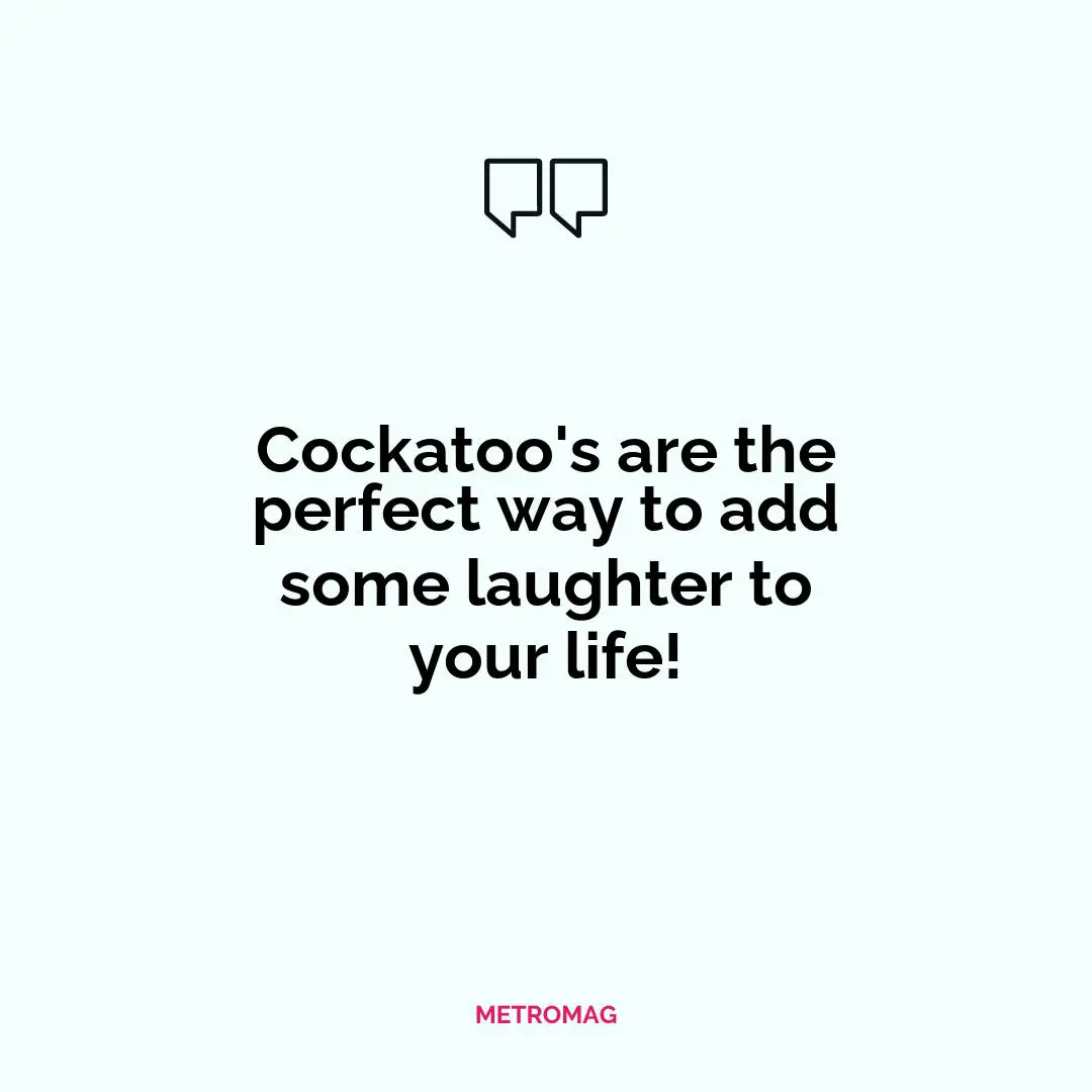 Cockatoo's are the perfect way to add some laughter to your life!