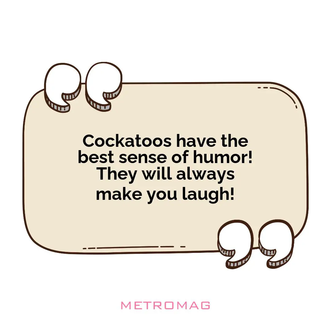 Cockatoos have the best sense of humor! They will always make you laugh!