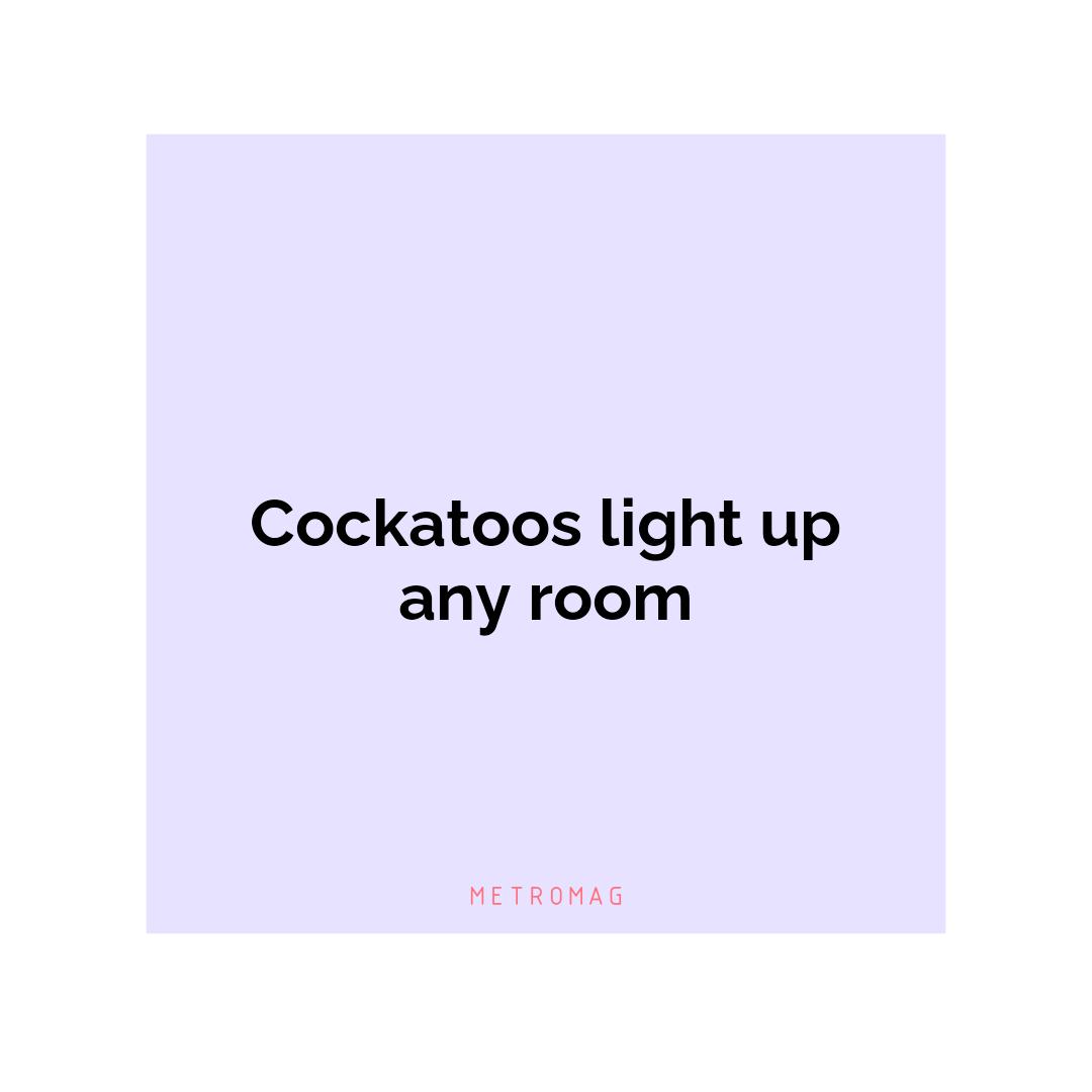 Cockatoos light up any room