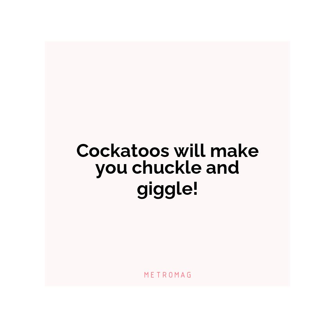 Cockatoos will make you chuckle and giggle!