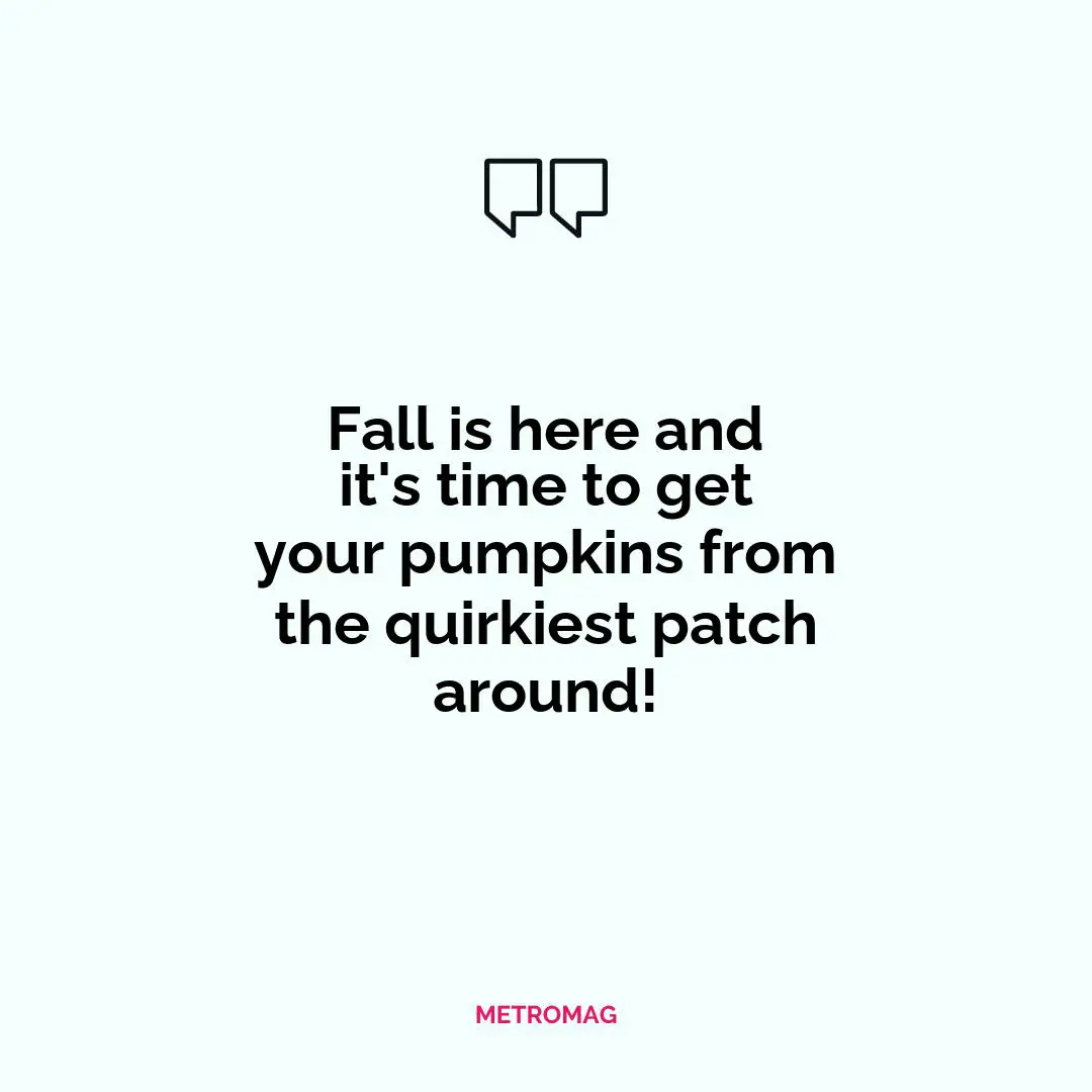 Fall is here and it's time to get your pumpkins from the quirkiest patch around!