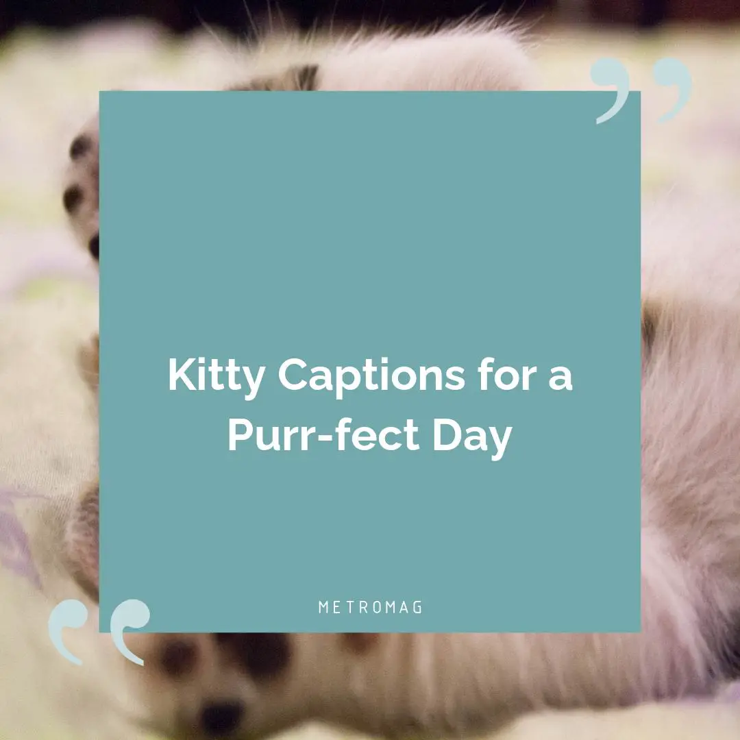 Kitty Captions for a Purr-fect Day