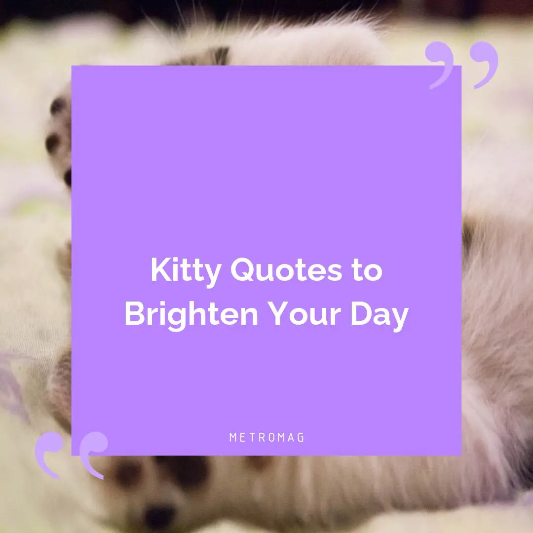 Kitty Quotes to Brighten Your Day