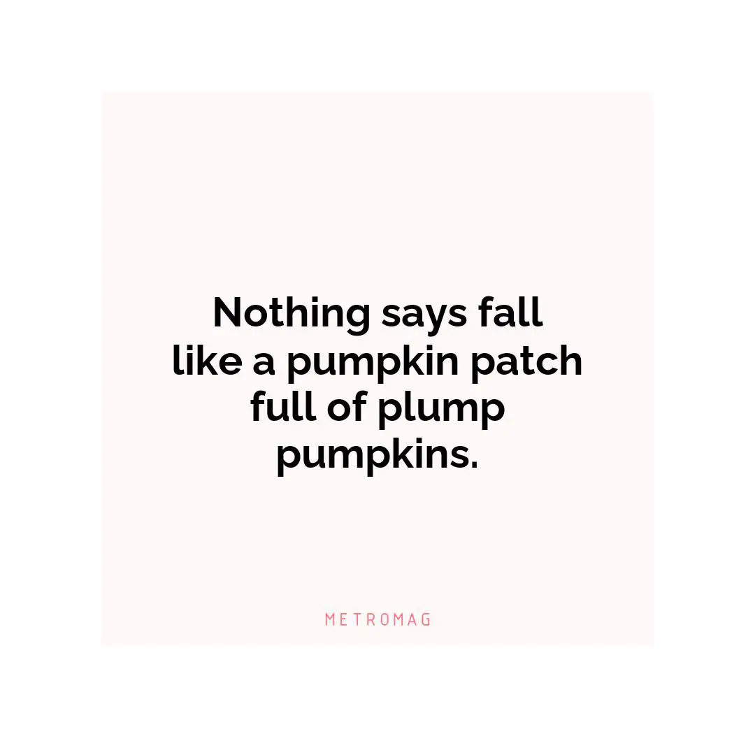 Nothing says fall like a pumpkin patch full of plump pumpkins.
