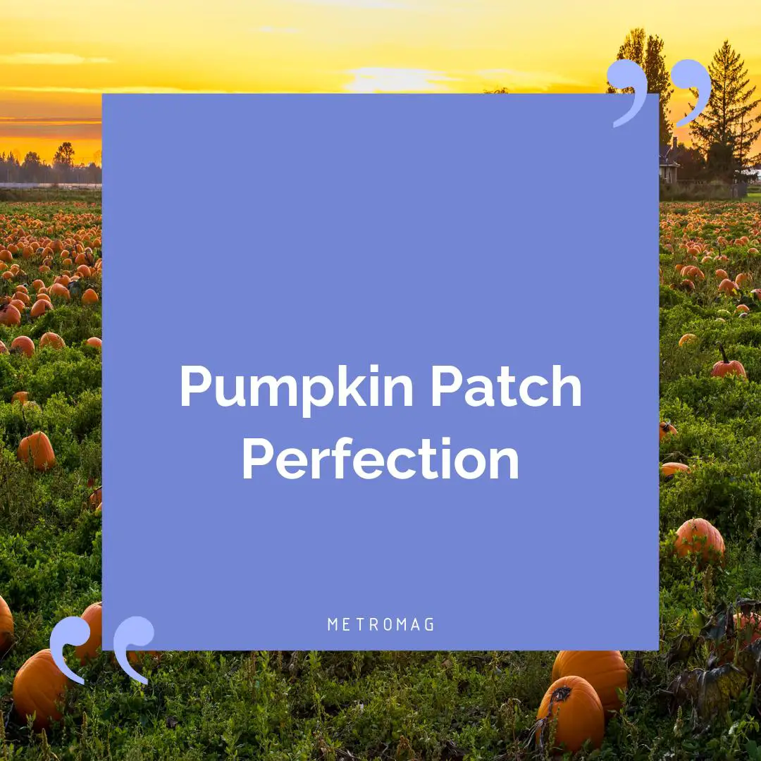 Pumpkin Patch Perfection