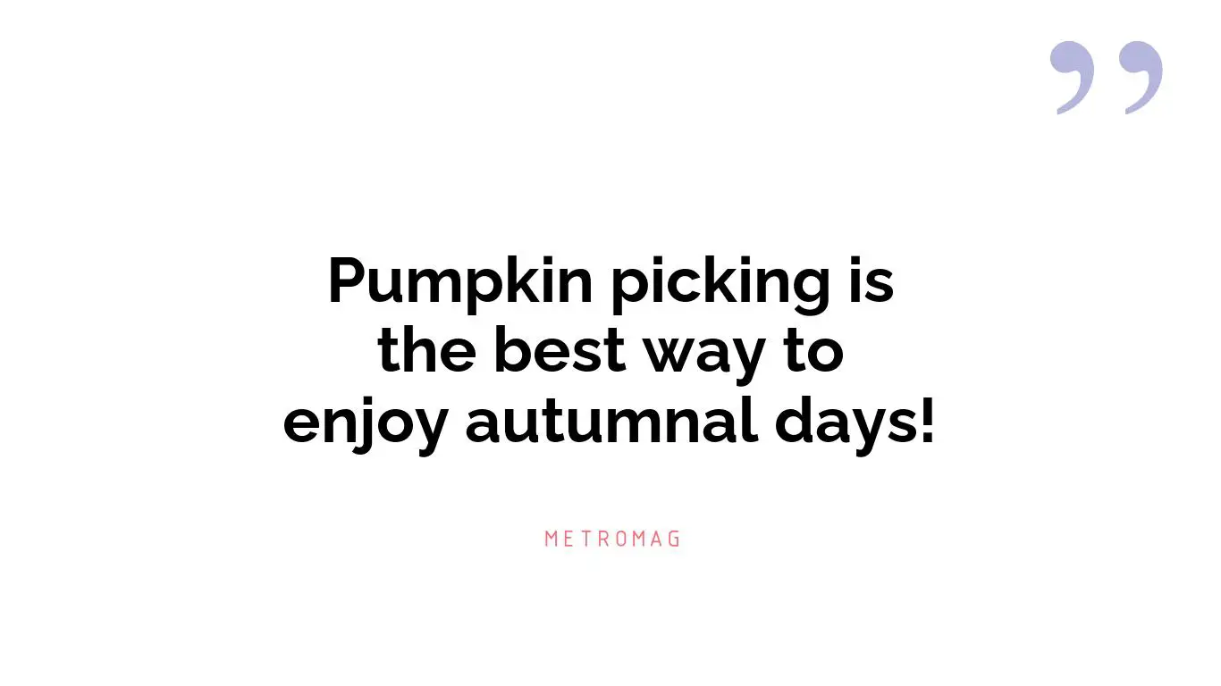 Pumpkin picking is the best way to enjoy autumnal days!