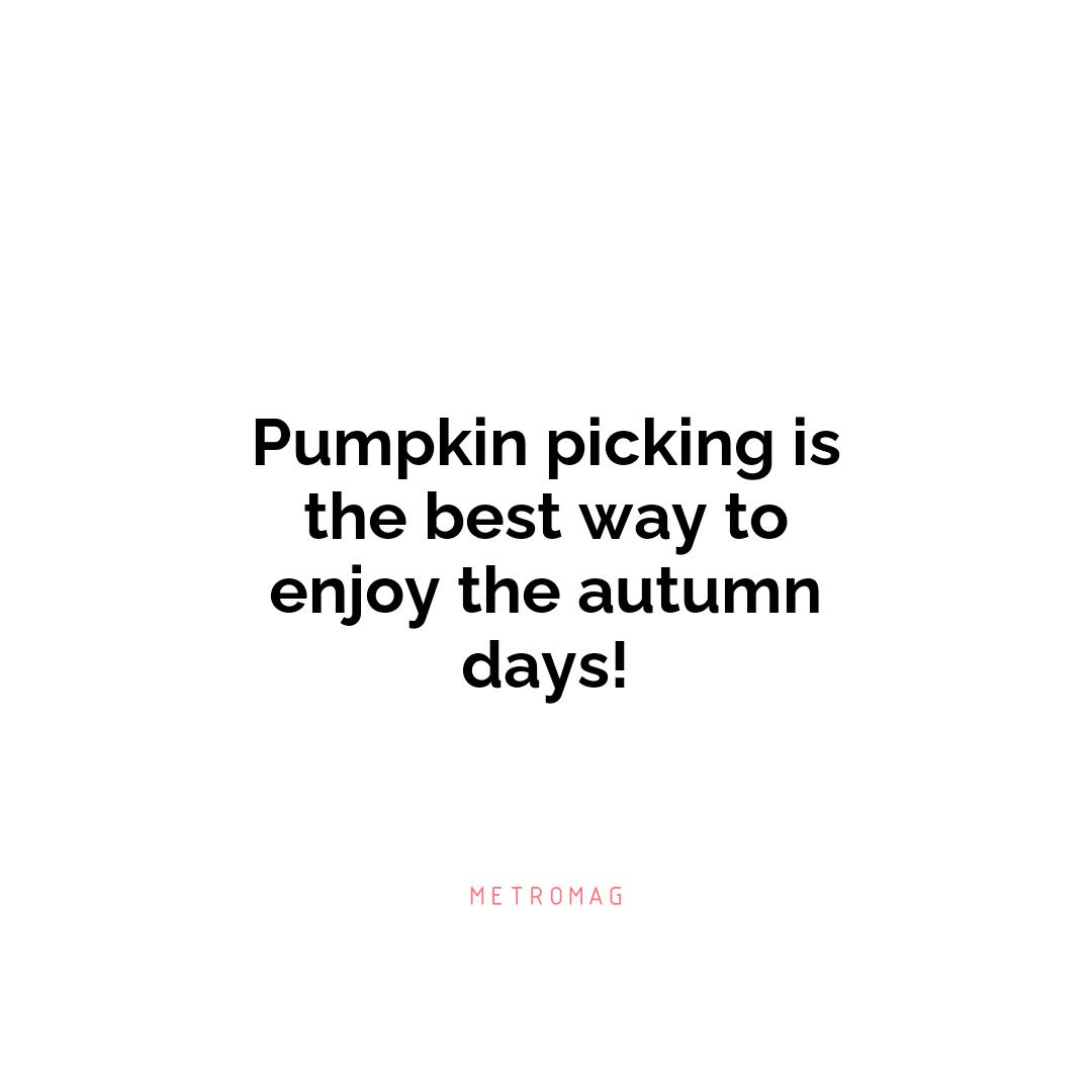 Pumpkin picking is the best way to enjoy the autumn days!